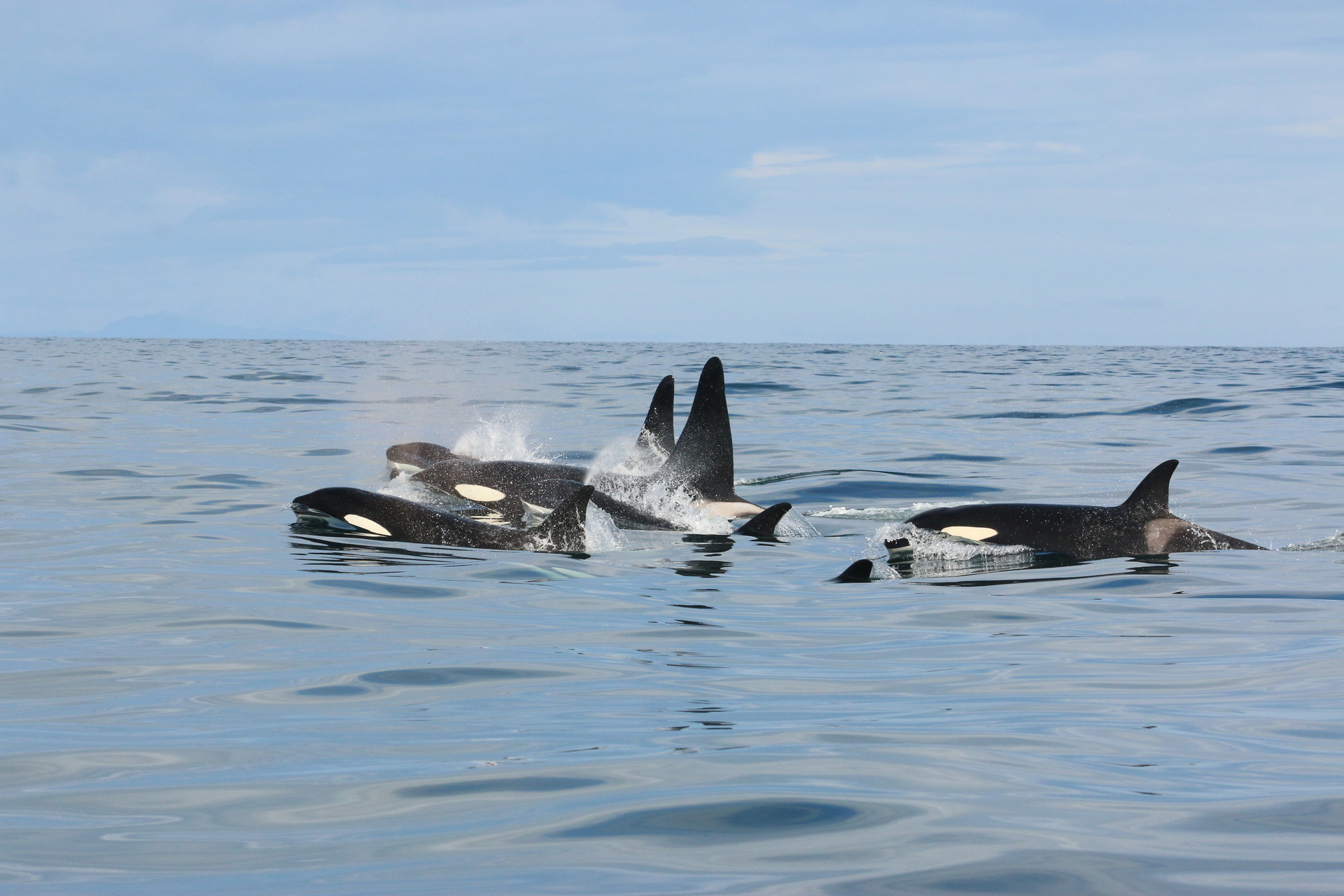 Killer whales (Orcinus orca)