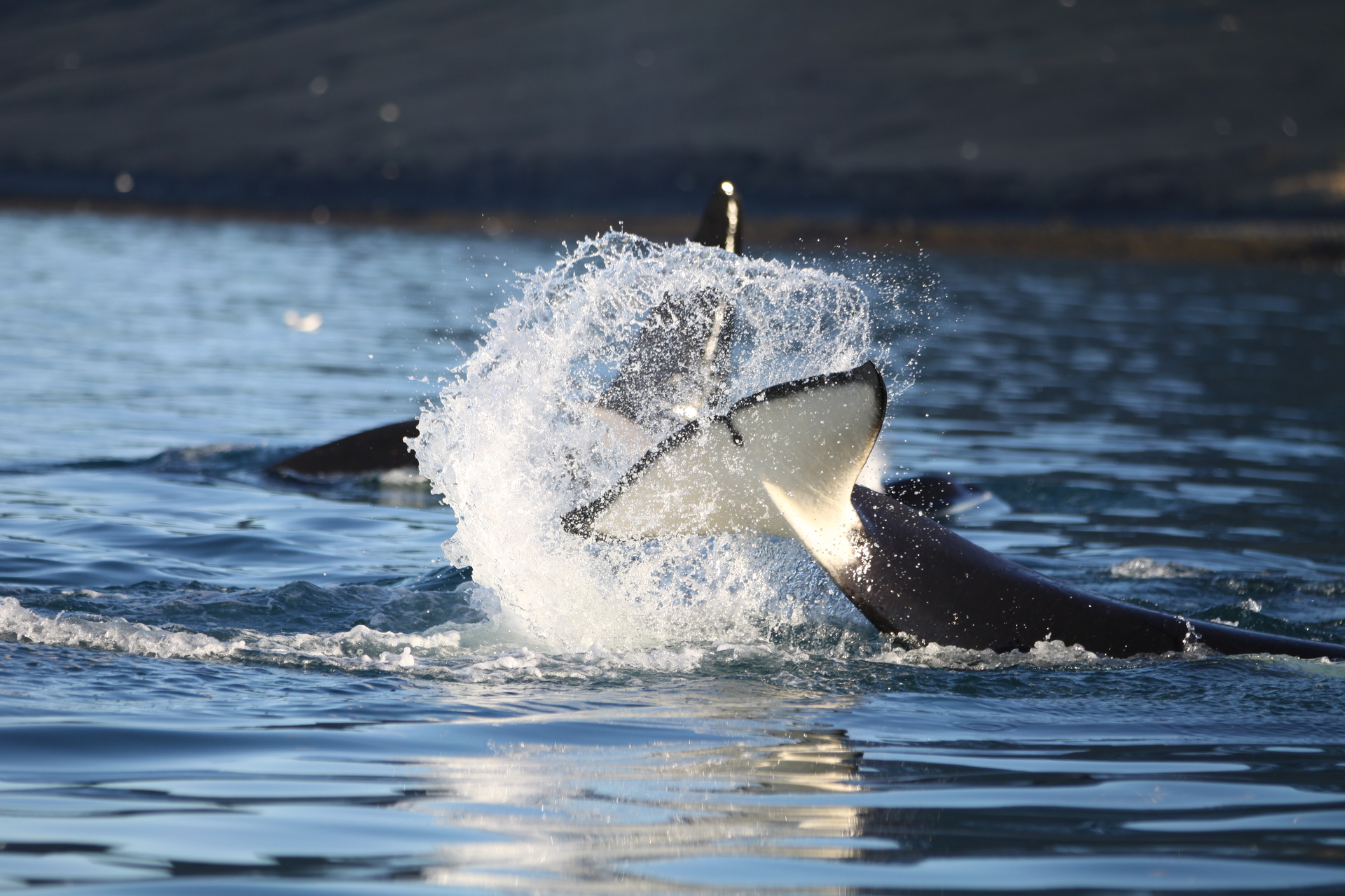 Killer whale (Orcinus orca)