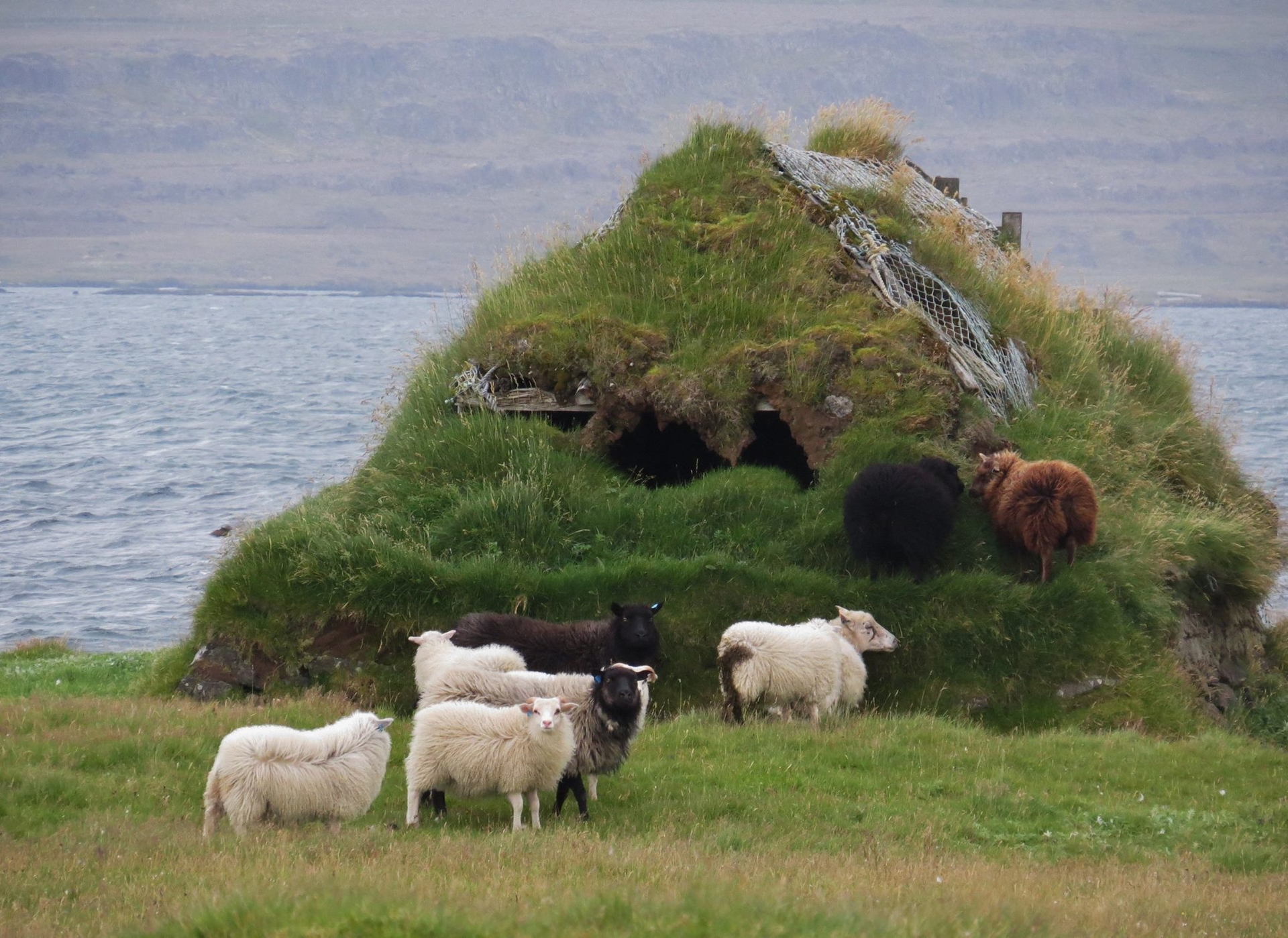 Sheep in Strandir