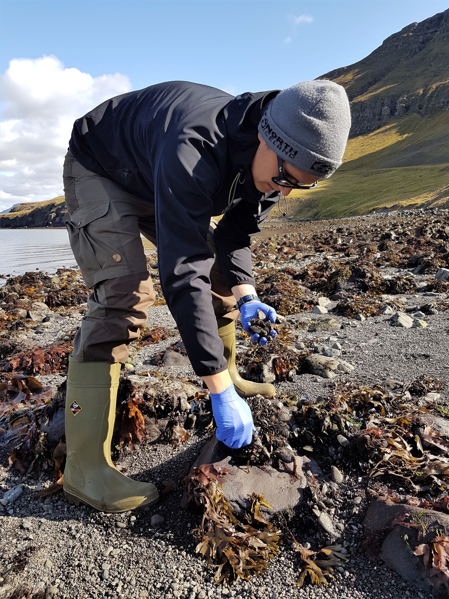 Sampling blue mussels (Mytilus edulis) in Hvalfjordur, SW Iceland