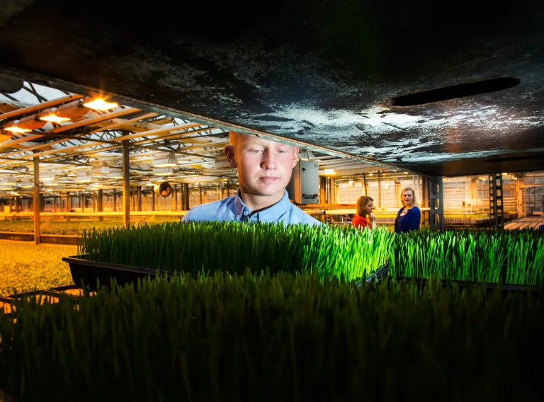 Student inspecting wheat grass