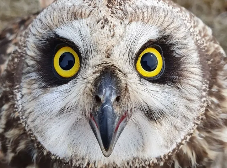 Owl, Ugla