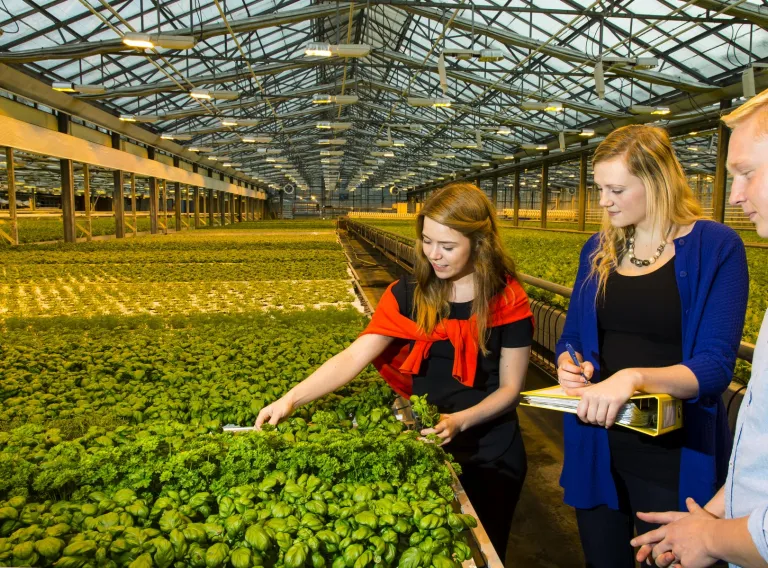 people in a greenhous