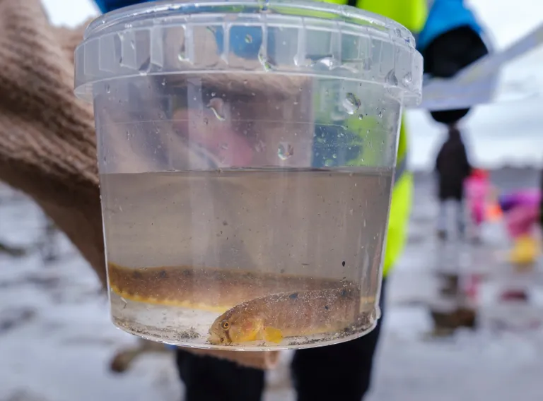 A small fish in a plastic container.