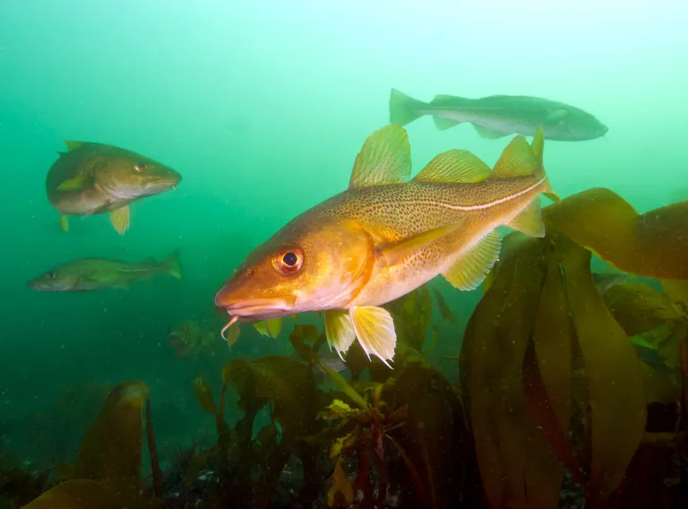 Cod swimming in the ocean