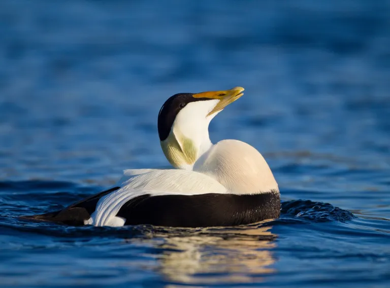 Male eider duck