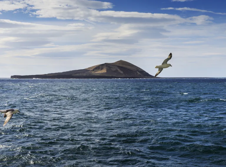 Surtsey. Seagulls flying above the sea