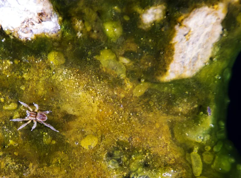 Bottom of a river