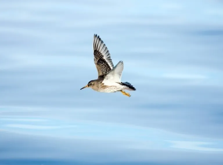 Rendez-vous at 11 am at the Grafarvogur church, where you can park. Birdwatching in Grafarvogur - Hiking trips with Science tips