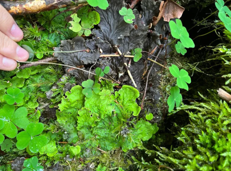 Peltigera praetexdata and Peltigera leucophlebia Lichen Resilience: Physiological and Metabolic Responses to Environmental Stress