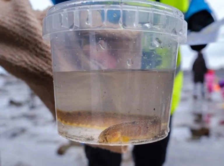 Hiking trips with Science tips: A tour to the Grótta shore