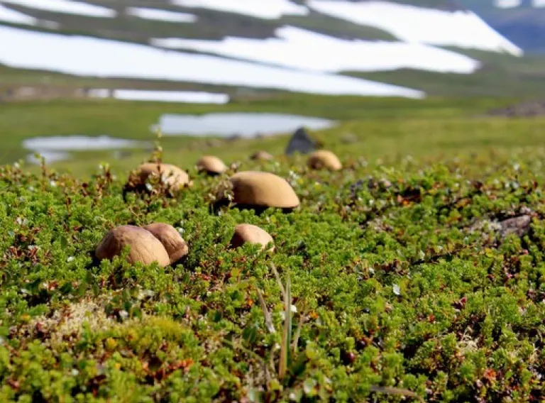 Hiking trips with Science tips Gathering mushrooms in Heiðmörk