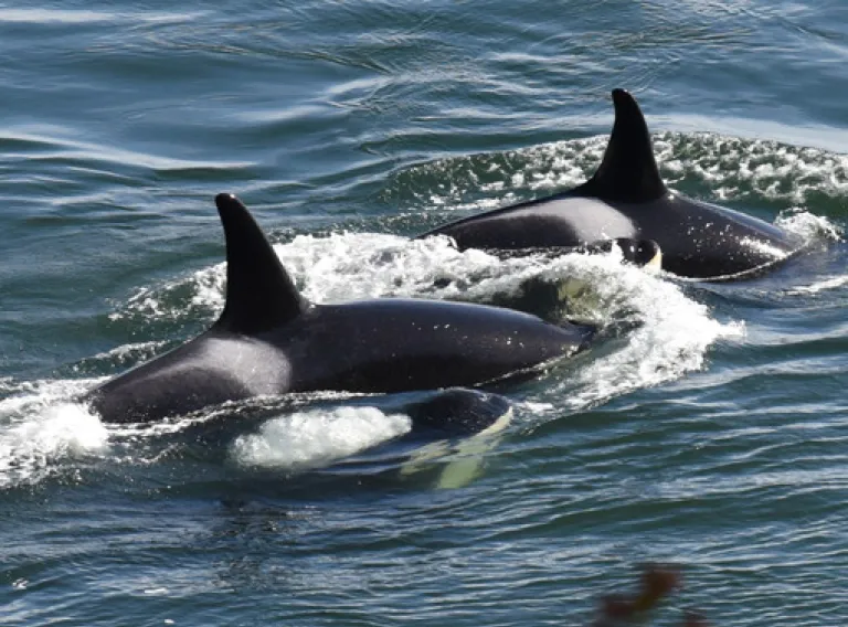 Killer whales in the sea