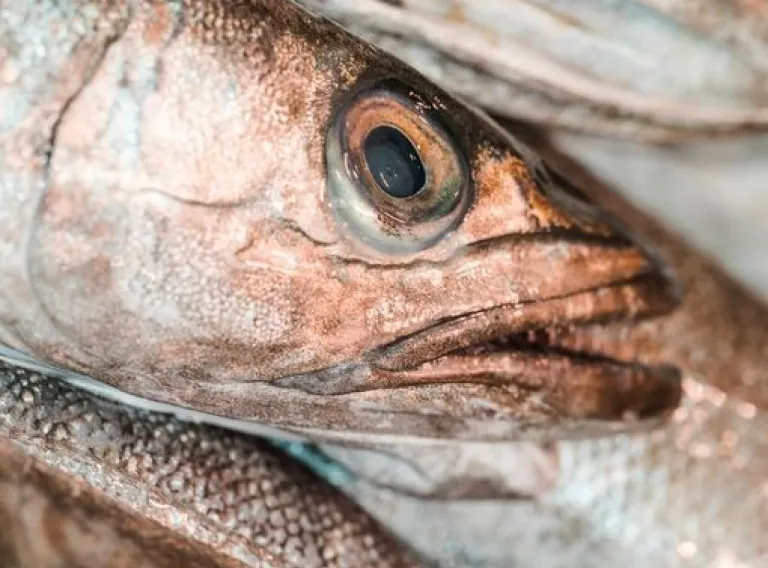Bilateral fisheries agreements
