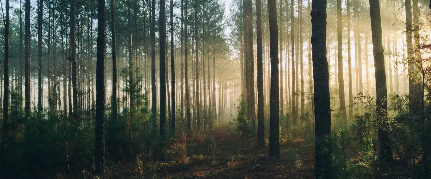 Forrest in the morning