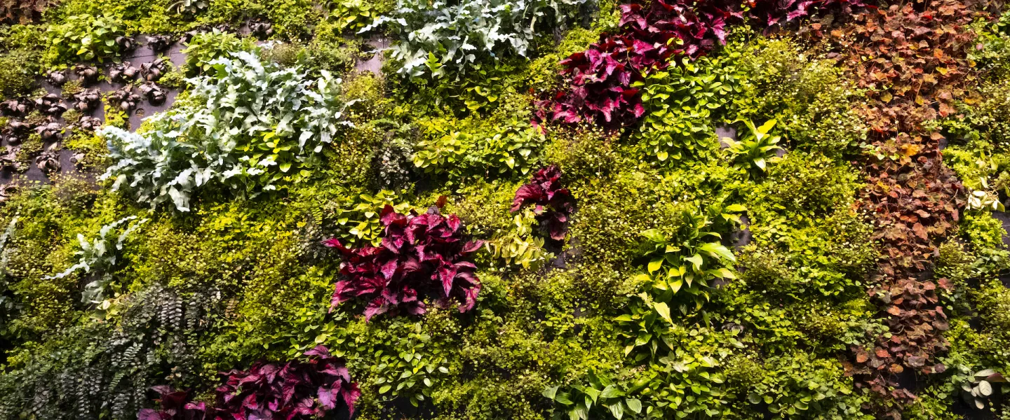 Plants in Gróska