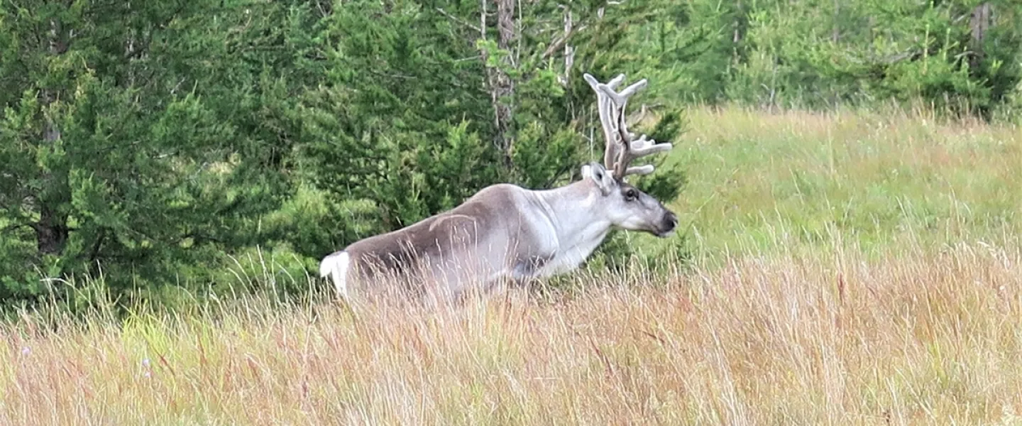 Reindeer in nature