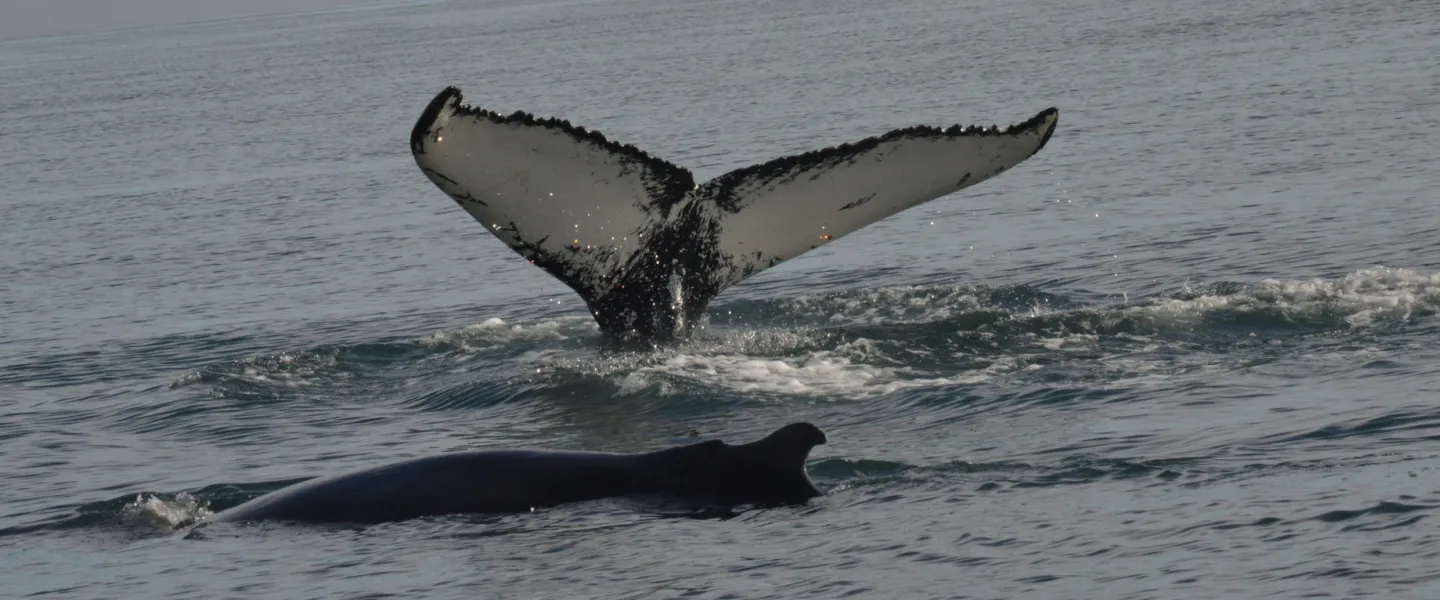 Tail of a whale, standing up from the ocean