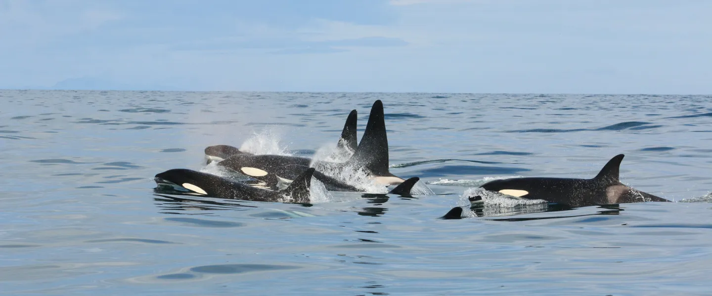 Four Killer whales (Orcinus Orca)