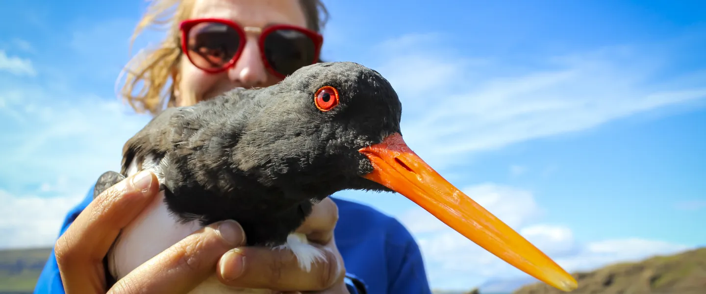 Woman holding an Oystercatcher