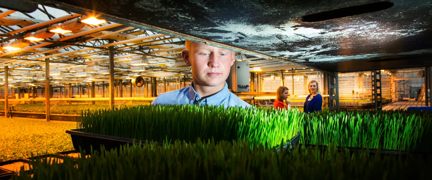 Student inspecting wheat grass