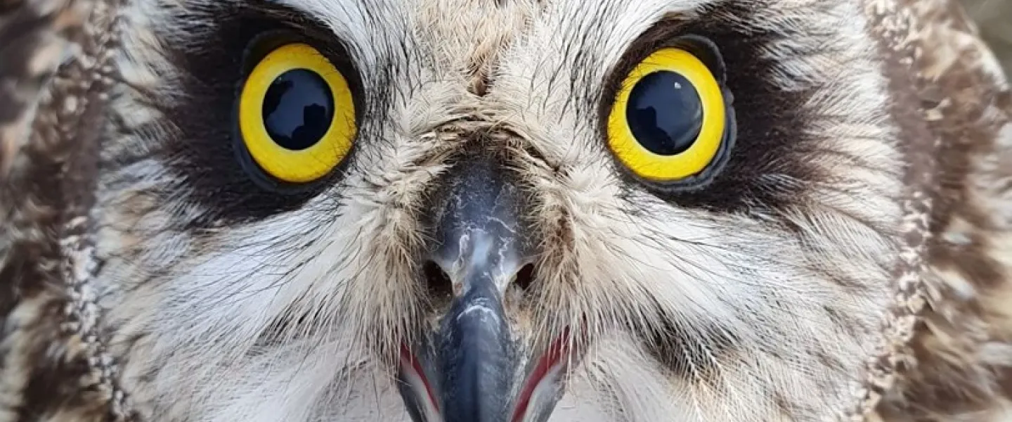Owl, Ugla