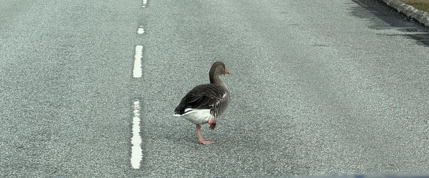 a goose walking in the street