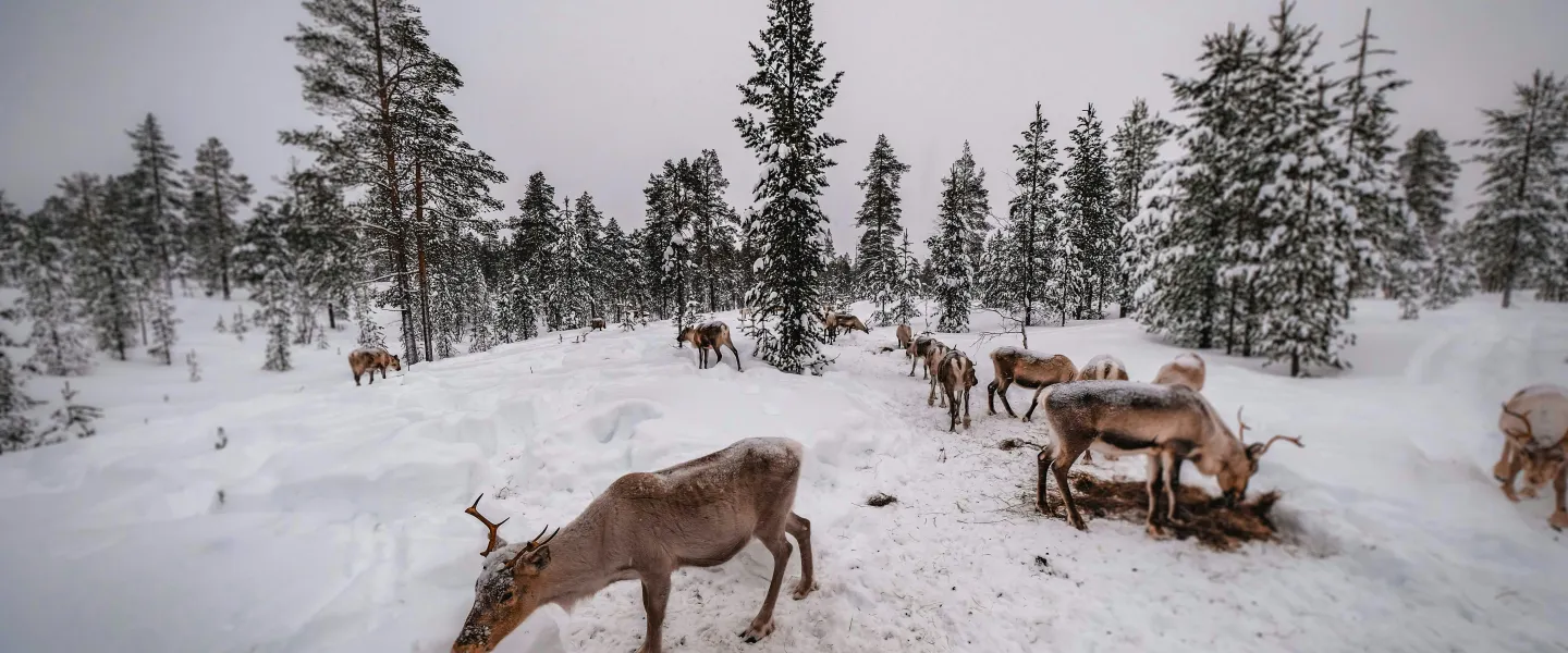 Reindeers