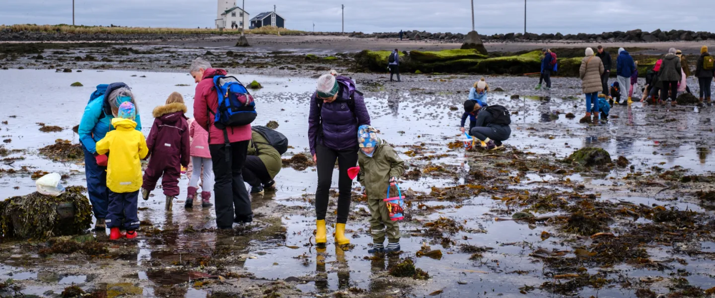 Families exploring on the Grótta beach.