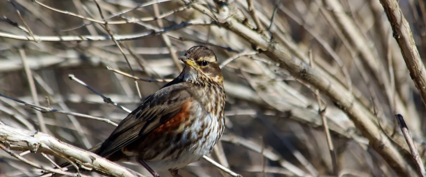 A redwing sitting in a tree.