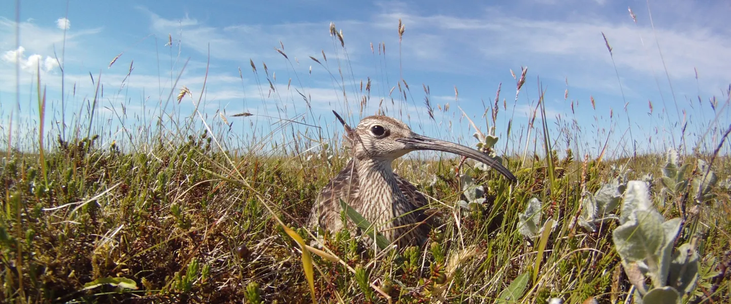 Whimbrel on the nest South Lowlands photo Camilo Carneiro