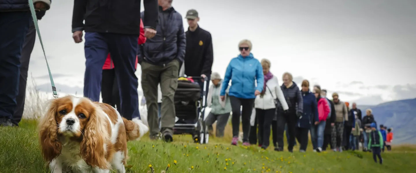 Dog in a leash. People in the background