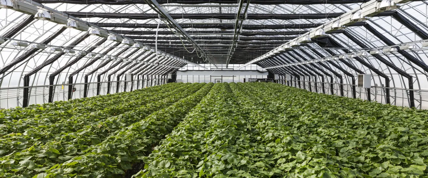Greenhouse