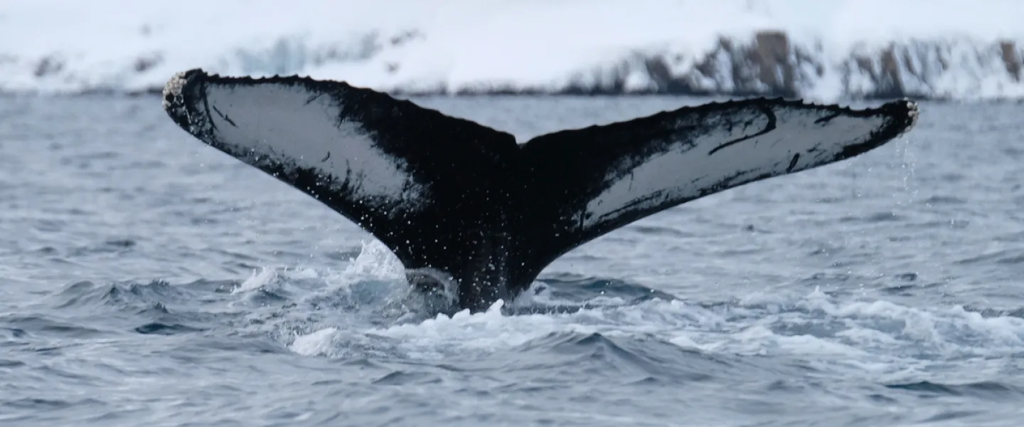Whale