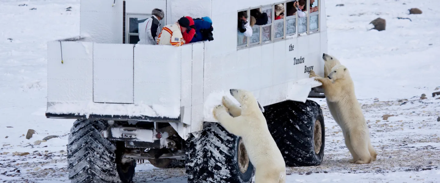 Polar bears watching people in a truck
