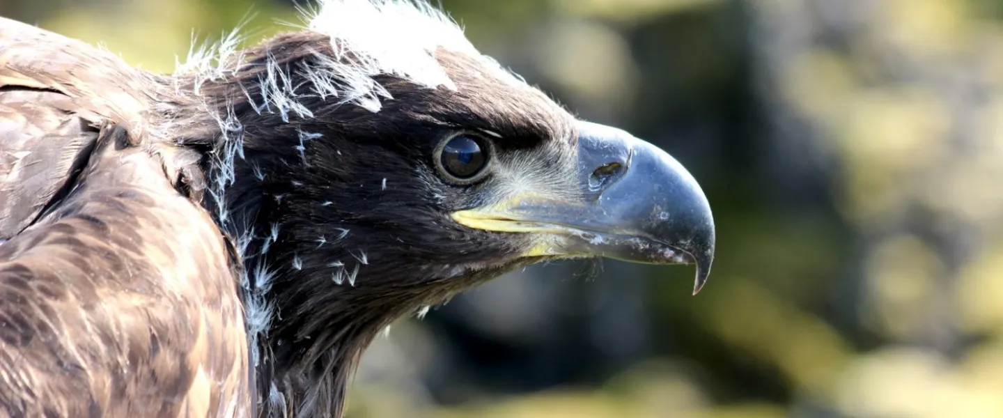 Eagle