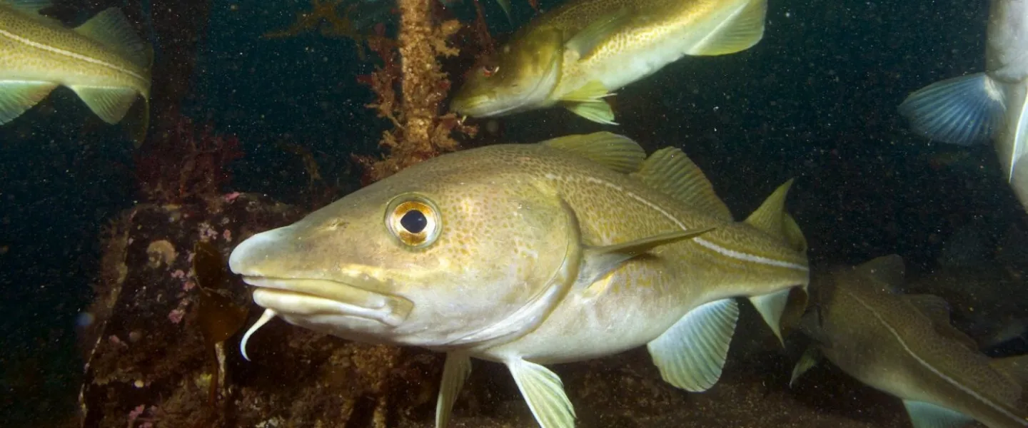 Cod