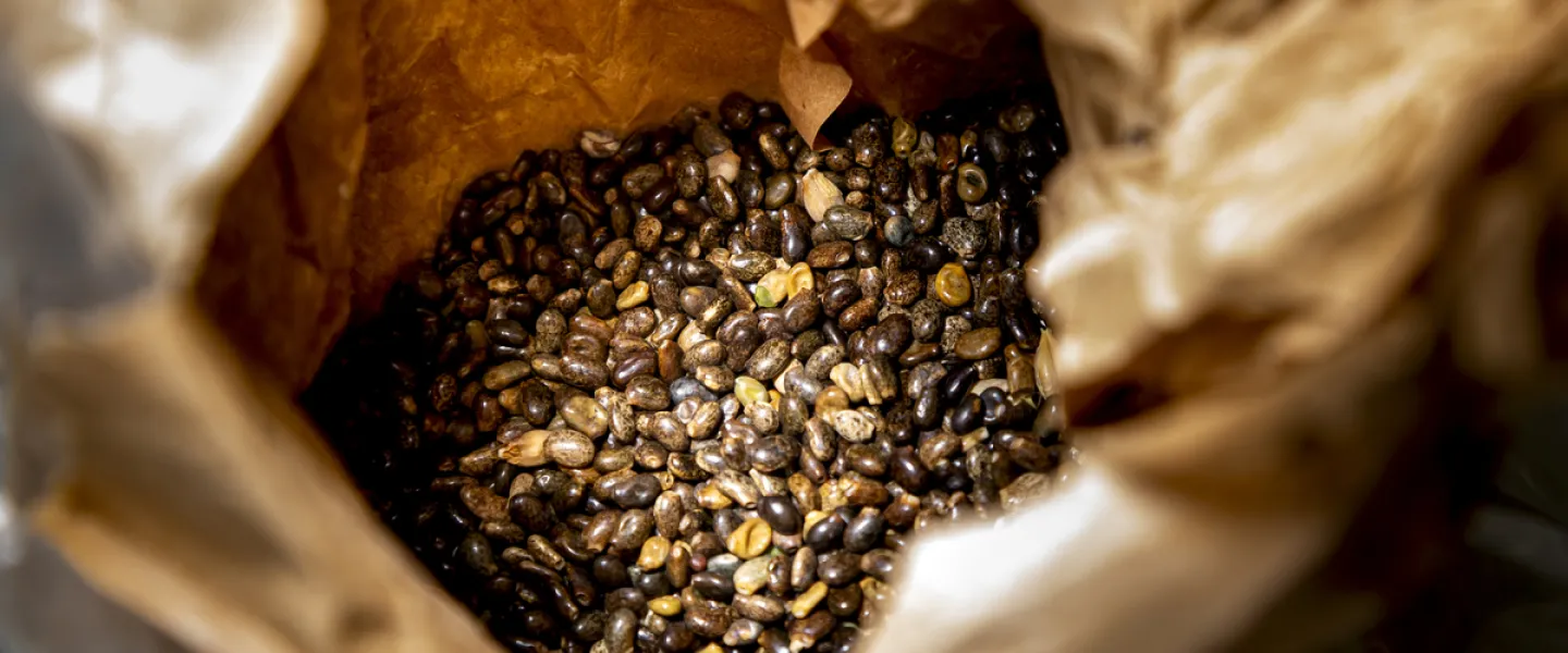 Lupin seeds