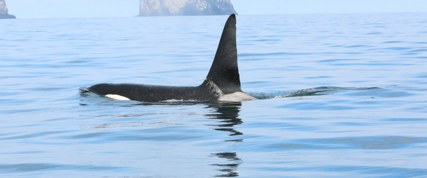 Killer whale