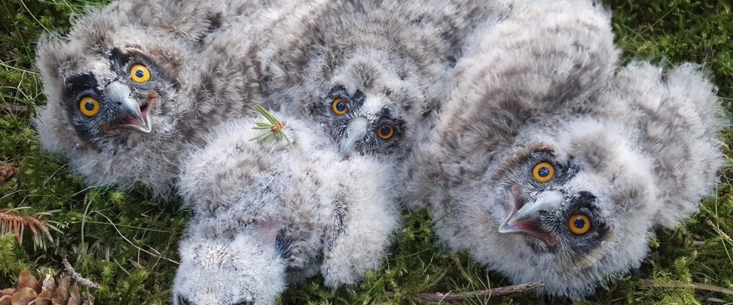 Owl