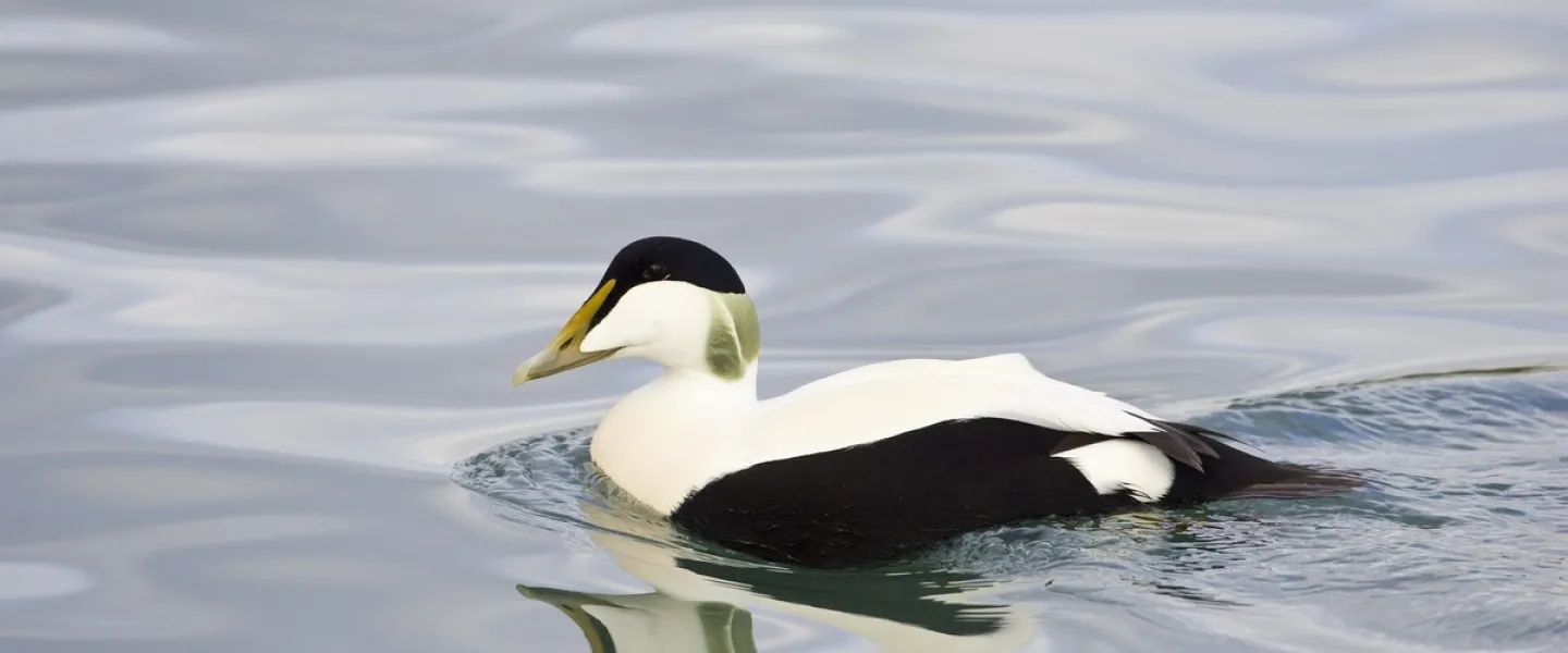 Male eider duck