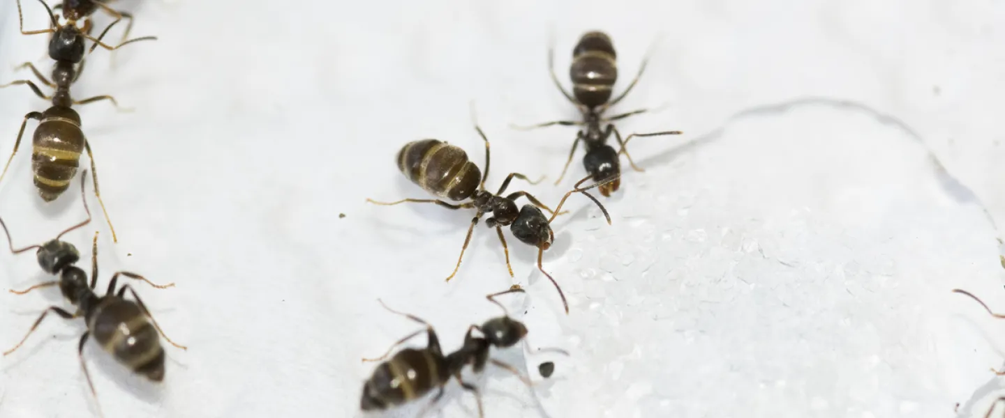 Ants