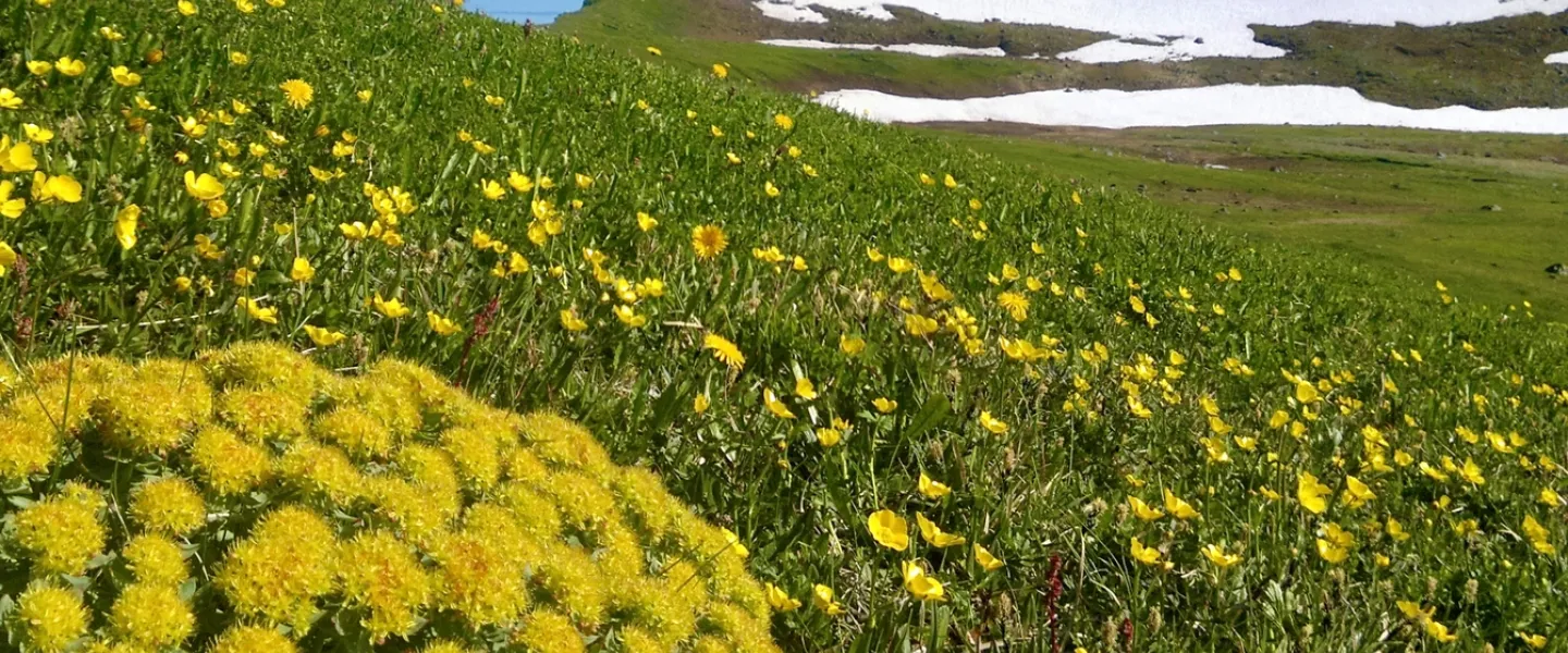 Arctic root (Rhodiola rosea)