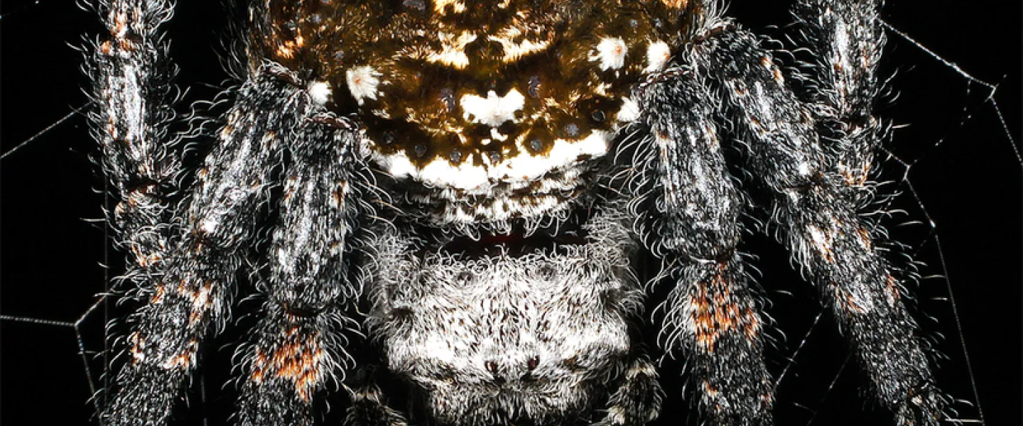 Darwin's bark spider