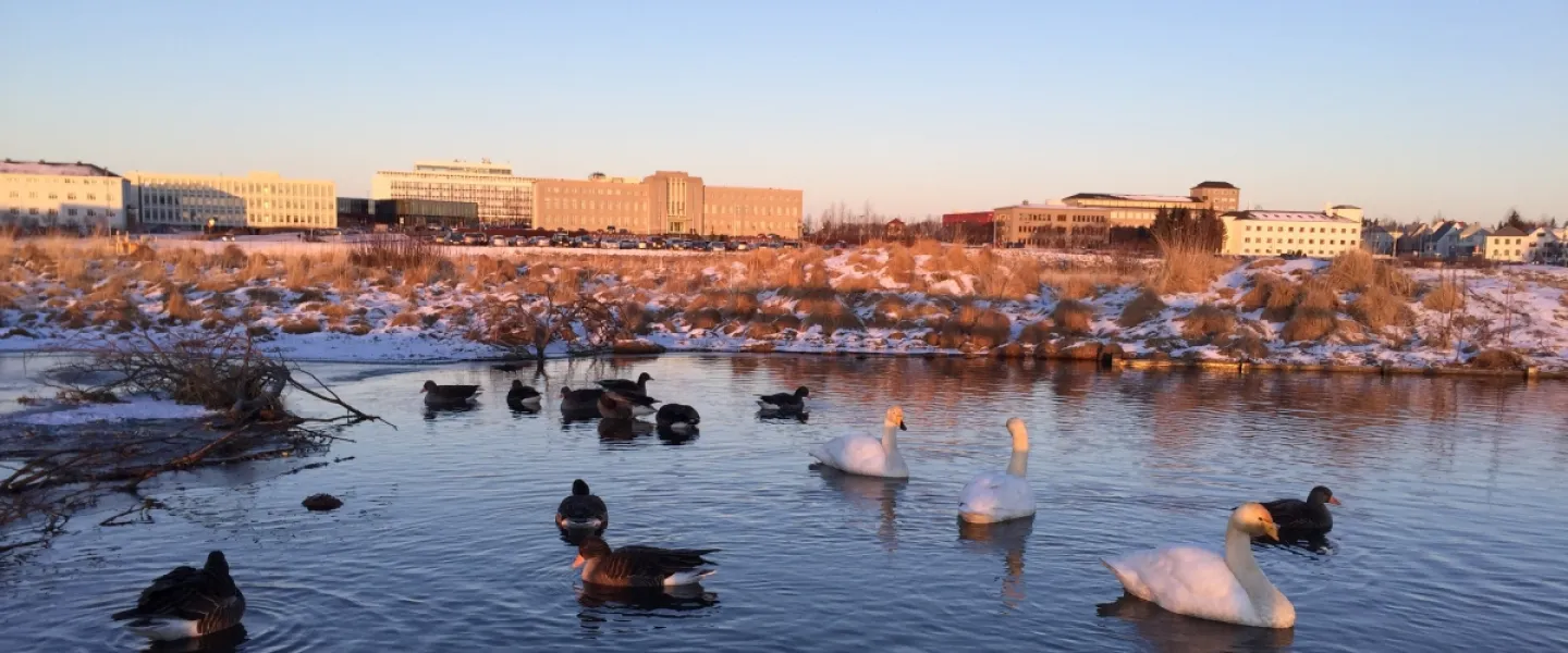 Swans and geese in Vatnsmýri in wintertime in Reykjavík. University of Iceland Main Building and nearby buildings in the background