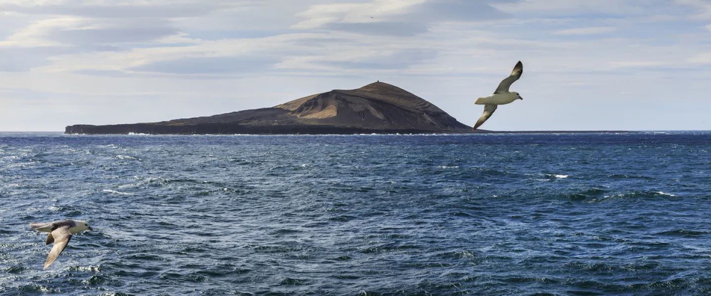 Surtsey. Seagulls flying above the sea