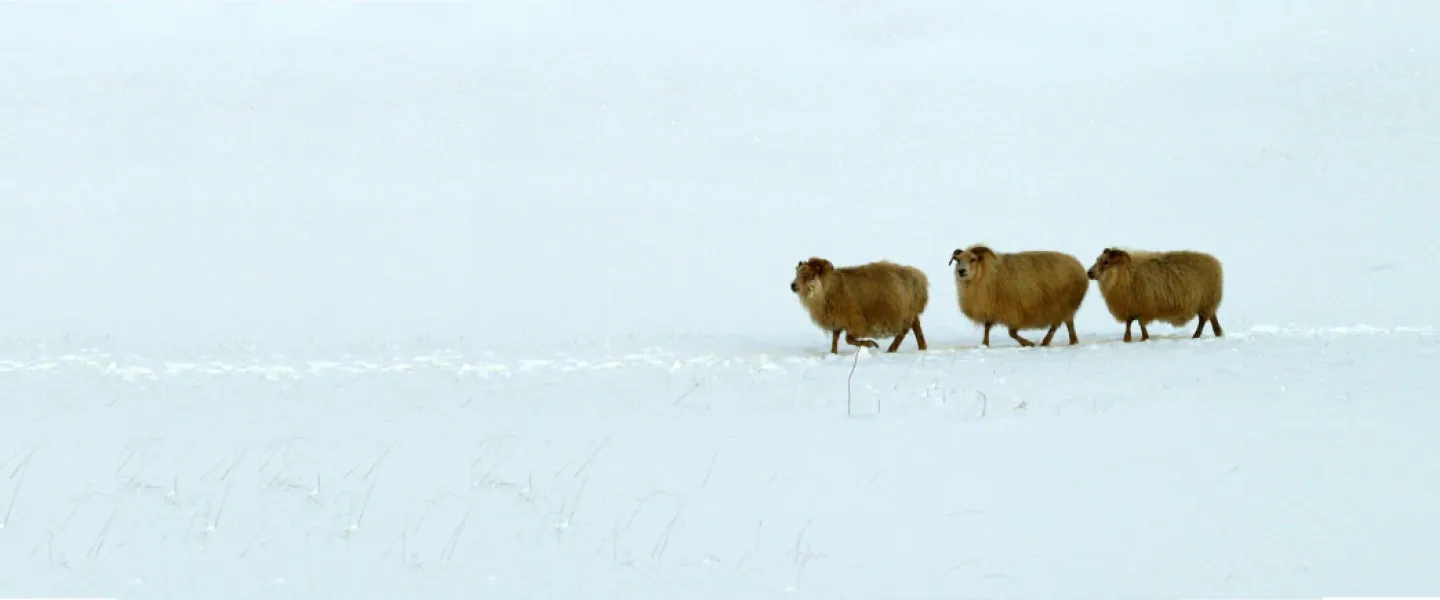 Sheep in the snow