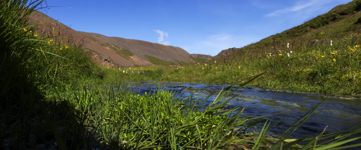 Icelandic nature in the summer