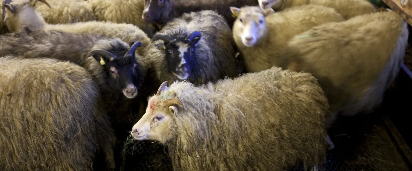 Icelandic sheep