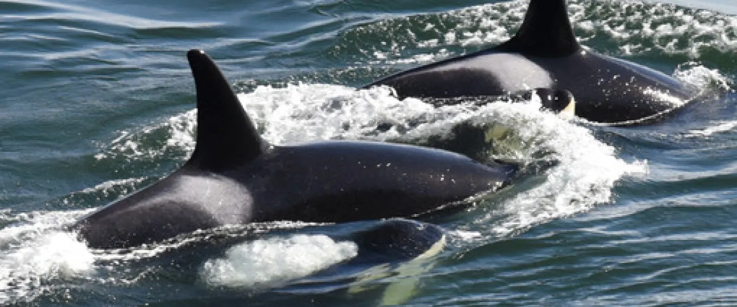 Killer whales in the sea